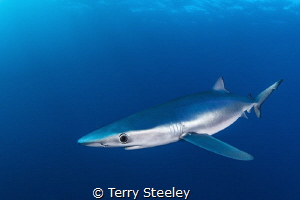 Wonderfully curious, the Atlantic blue shark moves in for... by Terry Steeley 